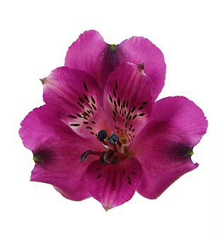 Alstroemeria- Fancy