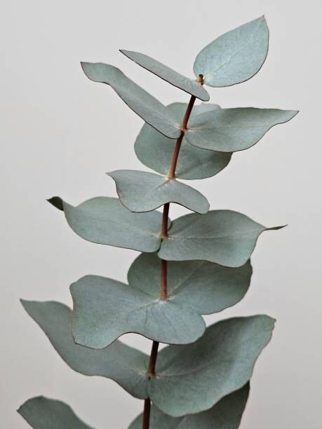 Eucalyptus