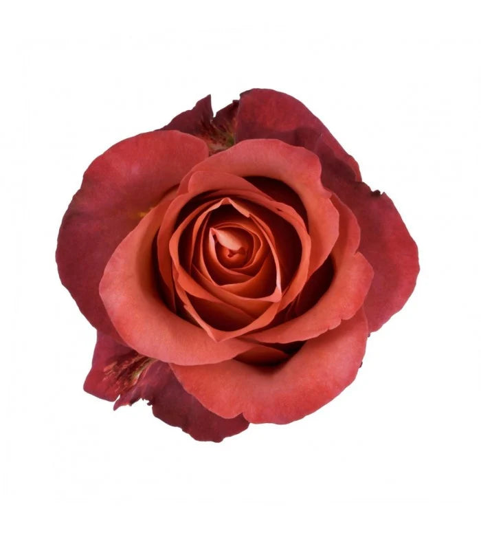 Brown Coffee Break Rose (5 Stem) -CLR