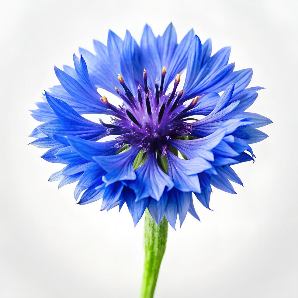 Corn Flower