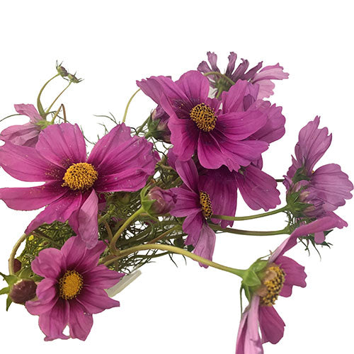 Cosmos - Pink