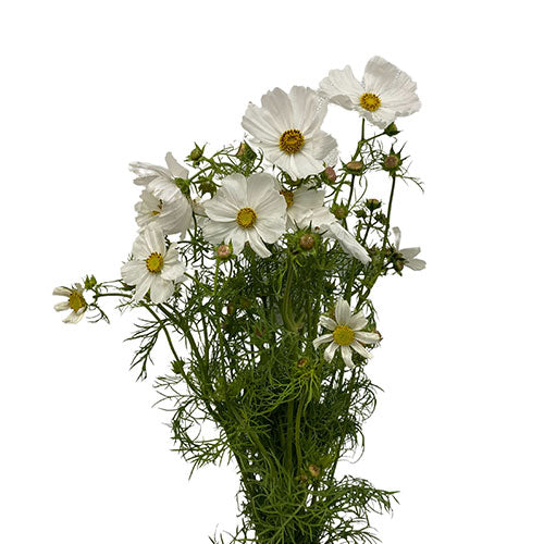 Cosmos - White