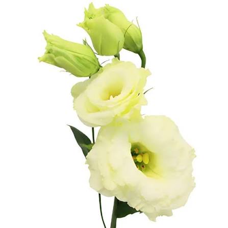 Lisianthus
