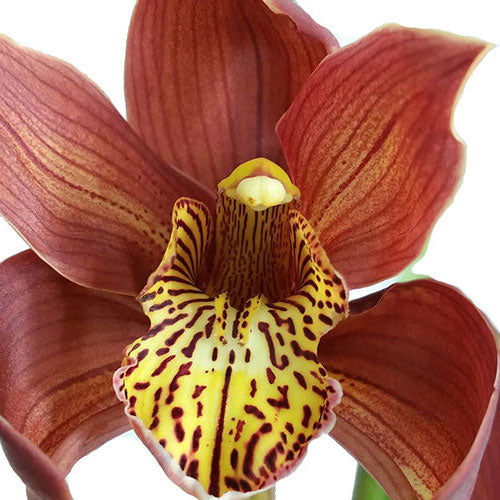 Cymbidium Orchid - Brown