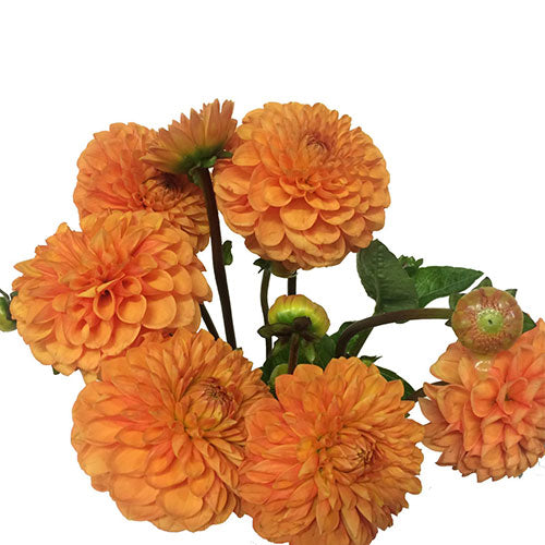 Dahlia - Ball Orange