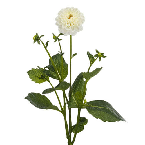 Dahlia - Ball White