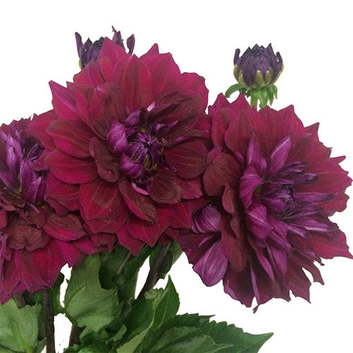 Dahlia - Burgundy