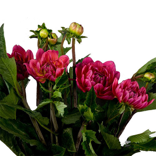 Dahlia - Hot Pink