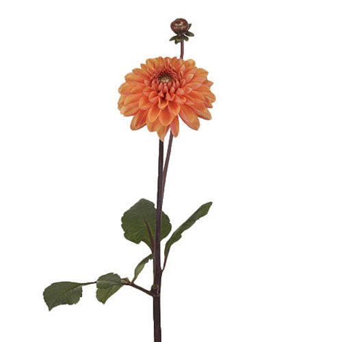 Dahlia - Orange