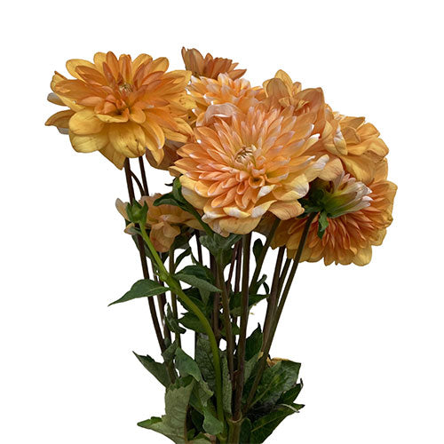 Dahlia - Peach