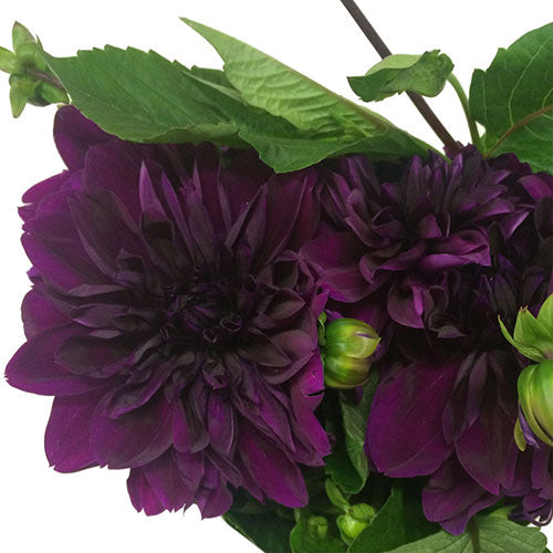 Dahlia - Purple