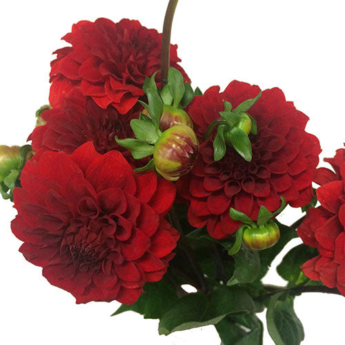Dahlia - Red