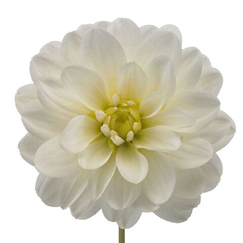 Dahlia - White