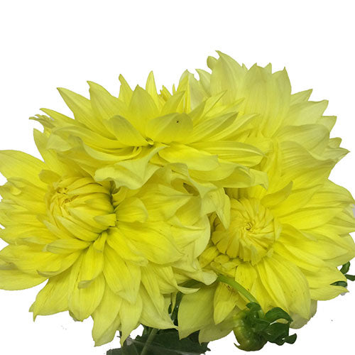 Dahlia - Yellow