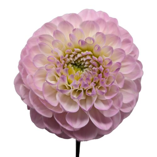 Dahlia