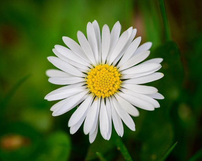 Daisy