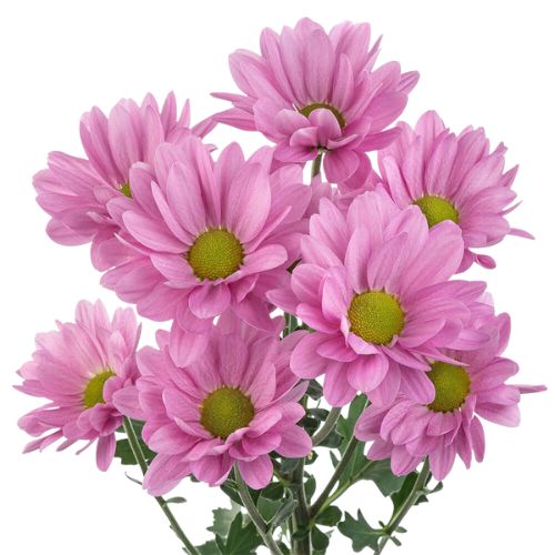 Pompon Daisy - Lavender