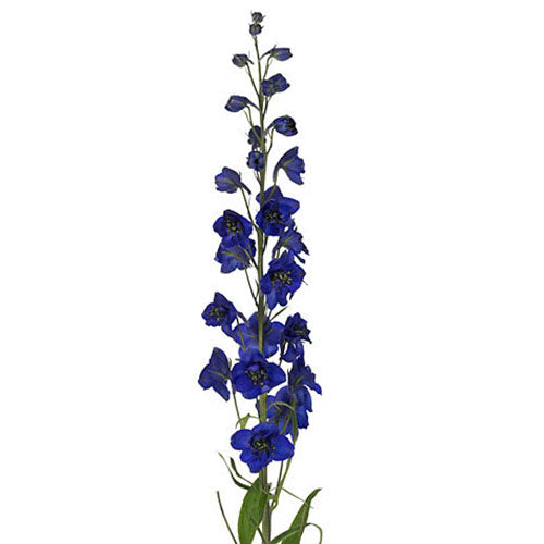 Delphinium-Dark Blue - Default Title