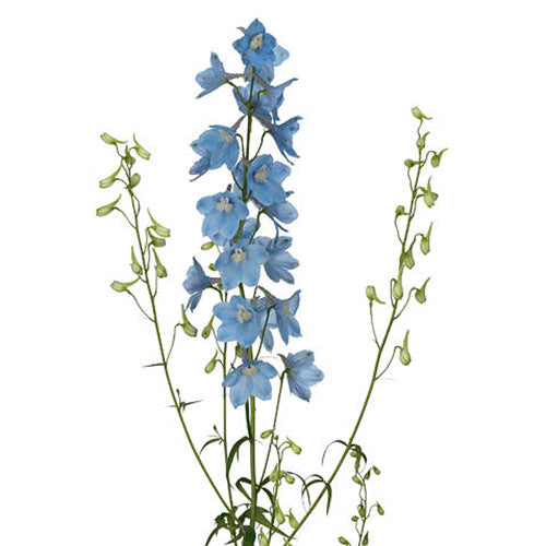 Delphinium- Light Blue - Default Title