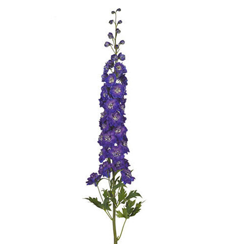 Delphinium - Purple Hybrid