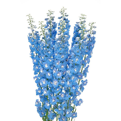 Delphinium