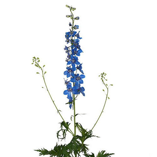 Delphinium
