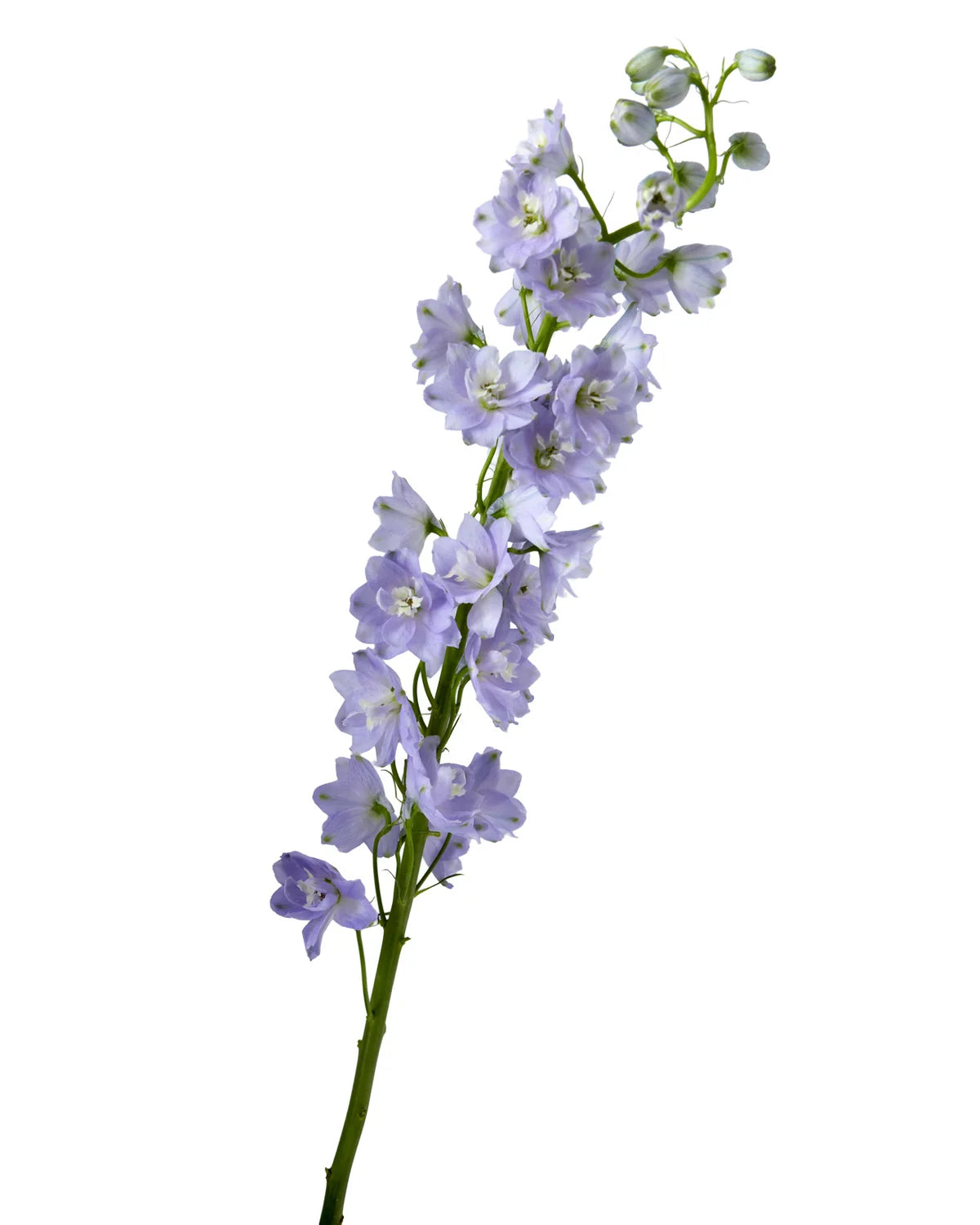 Delphinium