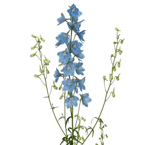Delphinium - Sky Waltz 70CM (Light Blue)