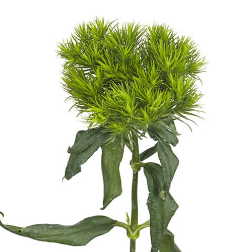 Dianthus