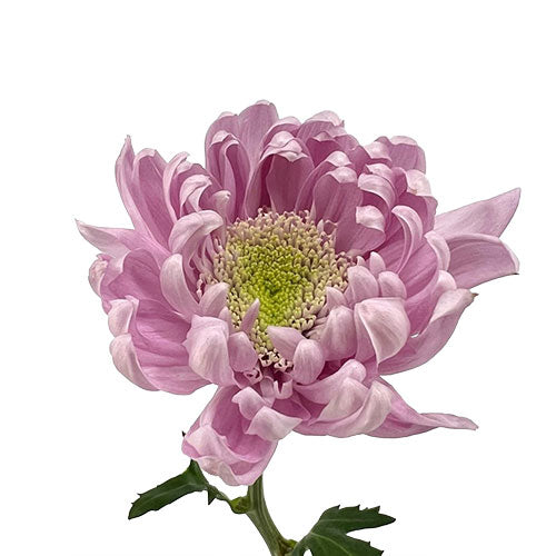 Disbud Mum - Disbud - Light Pink Petrushka