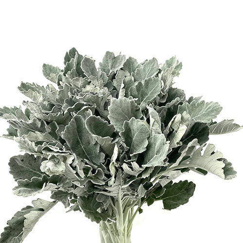 Dusty Miller - Default Title