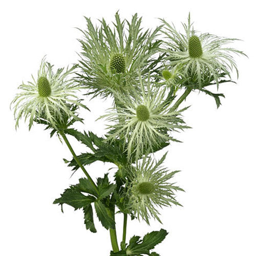 Eryngium - Thistle Green