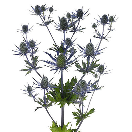 Eryngium - Thistle - Blue Lagoon (5 )