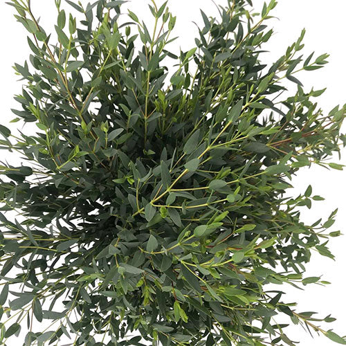 Eucalyptus - Parvifolia