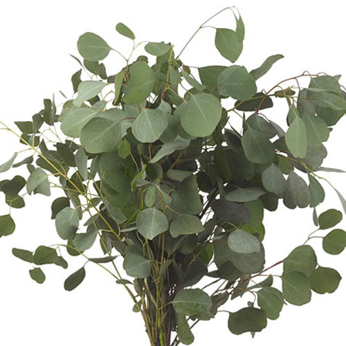 Eucalyptus - Silver Dollar