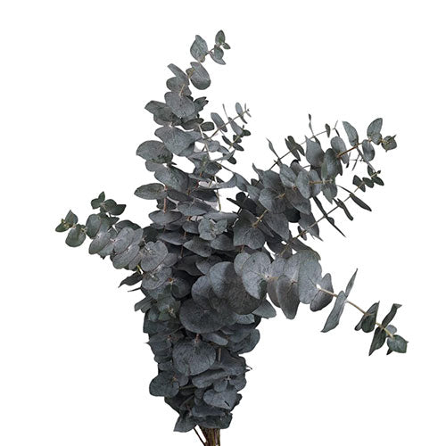 Eucalyptus - True Blue