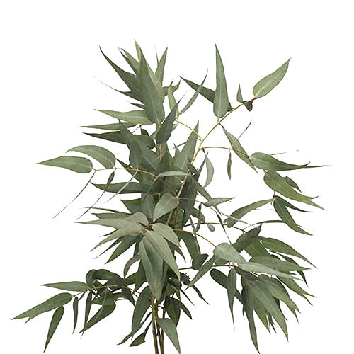 Eucalyptus - Willow