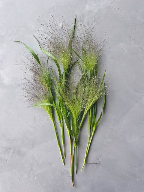 Grass - Explosion