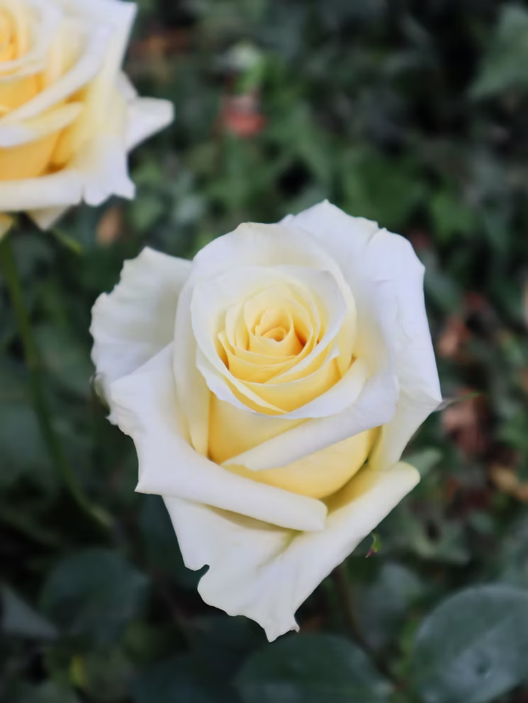 Cream Shimmer Rose