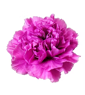Carnation