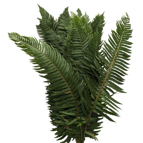 Fern - Default Title