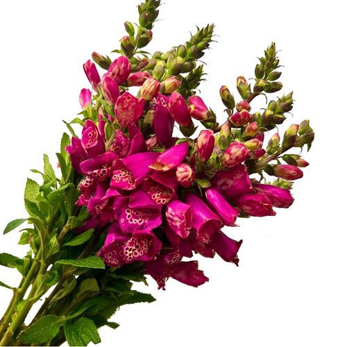 Foxglove - Light Pink