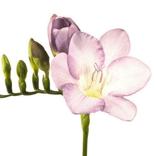 Freesia - Lavender