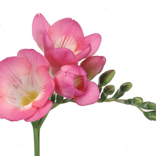 Freesia - Pink