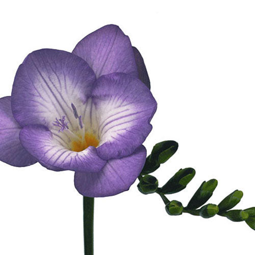 Freesia - Purple