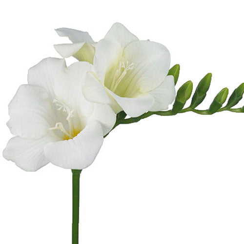 Freesia - White