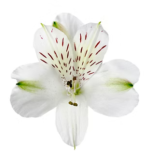 Alstroemeria- Fancy