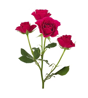 Spray Rose
