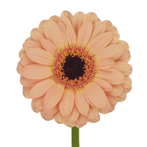 Gerbera Daisy - Peach