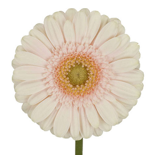Gerbera Daisy - A Daisy - White